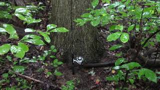 A Large Surviving American Chestnut Tree In NJ  quotUpdate quot [upl. by Jentoft]