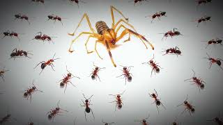 Can a Camel Spider Survive This Ants Attack [upl. by Noremmac]