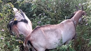 Pastoreando a nuestra cabra🐐mascota y sus cabritos tarde de nublados e intensas lluvias 🌧️ [upl. by Eniarda]