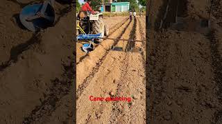 Cane planting farminglifeinanotherworld sugarcane shortvideo [upl. by Animas979]