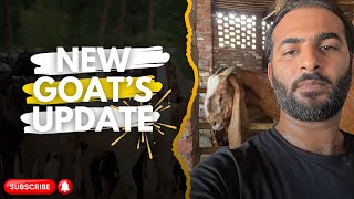 Hamza Saleems goat update vlog ARB FARMS [upl. by Ailed]