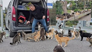 You may encounter hundreds of stray cats as soon as you get out of your car at any point in Istanbul [upl. by Ahsenroc]