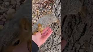 A girl accidentally saw a squirrel with an injured leg and then squirrel babysquirrels short [upl. by Niltac]