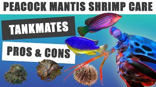 Peacock Mantis Shrimp Care Tank Mate Tips [upl. by Iatnwahs]