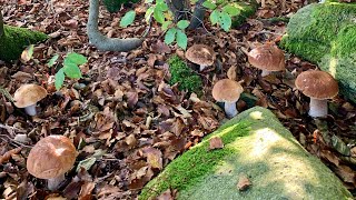 PORCINI OVUNQUE  LA FRANCIA IN LIGURIA 🏴󠁧󠁢󠁥󠁮󠁧󠁿 [upl. by Junno]