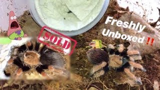 Unboxing a very similar TARANTULA that I HAD and SOLD OFF  with pliers lol [upl. by Emyaj]