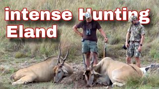 intense Eland hunting 2024 [upl. by Welbie190]