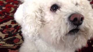 Mein Hund Locke sagt Mamma  Sprechender Hund sagt Mamma  Bichon Frisé says Momma [upl. by Sayette]