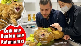 KEDİ SALDIRISI 😱 ELİMİ ISIRDI RESMEN😨 Yeni Seviye Yüklendi Simba✅ inanoğlu kedisaldırısı [upl. by Mehalick53]