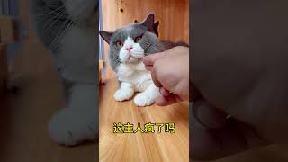 Cute kitten cat lovecats cats catvideos kittens catlover princesscat kitten  756 [upl. by Aletsirc816]