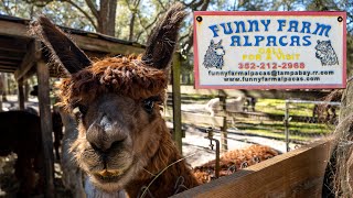 Funny Farm Alpacas [upl. by Anilac]