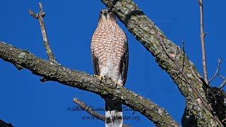 Accipiter cooperii COOPERS HAWKS September collection 9090800 [upl. by Atiner389]