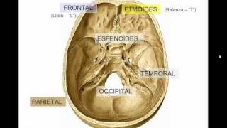 GENERALIDADES DE CRANEO [upl. by Yhpos]