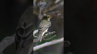 Willow Flycatcher Song Video Bird Songs Nature Sounds [upl. by Aihtnic]