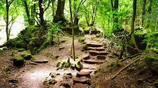 Puzzlewood  The Real Middleearth [upl. by Gertrud]