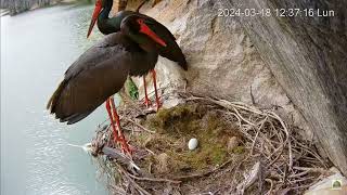 180324 Miłość na hiszpańskiej skarpie 💞Bocian czarny  Black stork Ciconia nigra  Hiszpania [upl. by Ciardap]