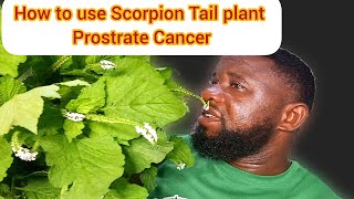 How to use Scorpion Tail plant Prostrate Cancer [upl. by Marlow]