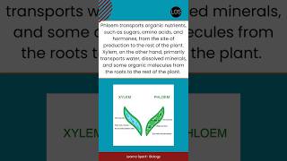 Difference Between Phloem and Xylem Tissue Class 10 Biology  Life Processes [upl. by Ajnin318]