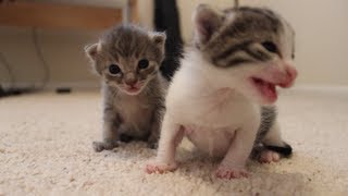 2 Weeks Old Kitten Update [upl. by Anaela627]