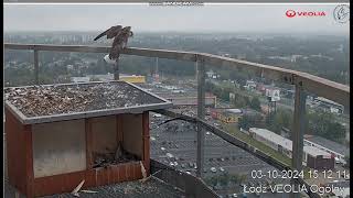 VEOLIA Łódź PLAfrodyta on railing Dżulian on roof looking for food runs to Mom2024 10 03 14 57 [upl. by Norbel244]