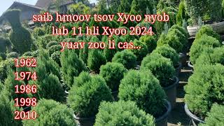 Saib Looj Mem tsov xyoo nyob rau lub 11 hlis 2024 yuav zoo li cas [upl. by Aluino]