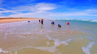 Goolwa Cockling  Catching Goolwa Cockles  South Australia Beaches  Fishing South Australia  Ep15 [upl. by Euqinim]