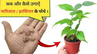 पारिजात हरसिंगार के पौधे बीज से उगाऐ । How to grow Parijat  Harsingar plant from seeds at home [upl. by Sheela]