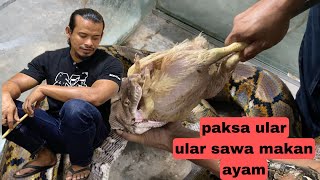 cara paksa ular sawa batik makanTIP untuk sado kan ular sawa peliharaansnake feeding [upl. by Dierolf]