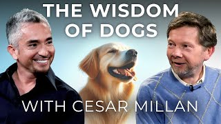 Dog Training and Calm Assertiveness  Eckhart Tolle in Conversation with Dog Whisperer Cesar Millan [upl. by Atinram]