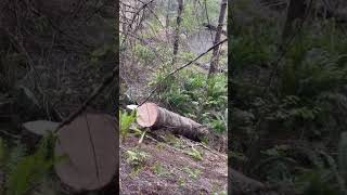 Cutting Root Balls Blow Down Timber Yarding Logs With Pickup Truck [upl. by Yvaht]