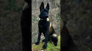 The Belgian shepherd malinois dogs [upl. by Lenore]