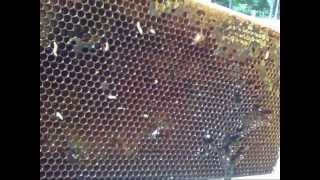 Wax Worms In My Hive July 14 2013 [upl. by Forster]