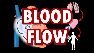 Blood Flow Pulmonary and Systemic Circulation and Heart Chambers [upl. by Nnylhtak]