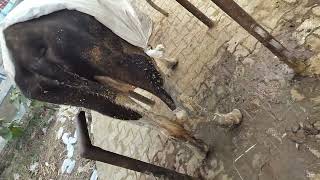 cow treatment done of anaplasma [upl. by Champ112]