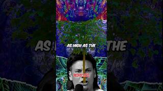 Theo Von on DMT 😂😂😂 [upl. by Aissila]