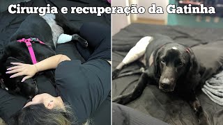 Tudo sobre a cirurgia da Gata  Rompimento de ligamento  Recuperação [upl. by Innavoij234]