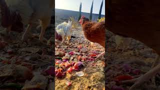 Bread amp Onion BonanzaCute Hens ampRooster Enjoy Treats shorts viralvideo trending ducklings pets [upl. by Mann]