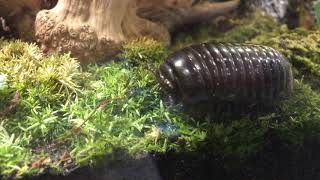 Pill Millipede in Vivarium [upl. by Nnylg40]