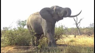 Wonderful close views of singletusked elephant bull [upl. by Sorips]