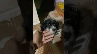 pets cute lulubaby doglover puppy lulu viralvideo shorts trending youtubeshorts memes [upl. by Emogene867]