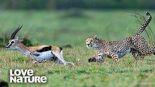 Attacks and animal fights Attacks of lions leopards cheetahs and hyenas in the wild [upl. by Sarazen]