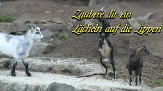 Lustiger Guten Morgen Gruß für dich kostenlos für WhatsApp🐐🐐🐐 [upl. by Penhall]