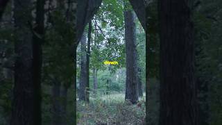 The Whispering Pines A Hikers Haunting Tale pinewoods [upl. by Nerita605]