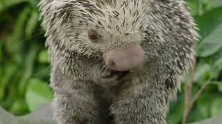 Prehensiletailed Porcupine  San Diego Zoo Wildlife Explorers Basecamp [upl. by Devol390]