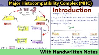 Major Histocompatibility Complex MHC  Introduction I Immunology Lecture 23 [upl. by Sinnod]