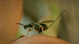 Life of Insects  Attenborough Life in the Undergrowth  BBC Earth [upl. by Silbahc260]