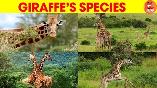 Giraffe  Giraffe Species Names in English kidseducation kidslearning giraffe [upl. by Atnoek]