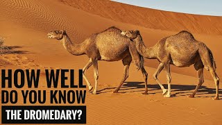 Dromedary  Description Characteristics and Facts [upl. by June]