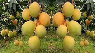 Mango Farming to Harvesting Mango and then processing mango and packaging mango into mango factory [upl. by Drawyah987]