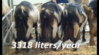 10 Best Goats For Milk  Top Goats Breeds [upl. by Yniffit]